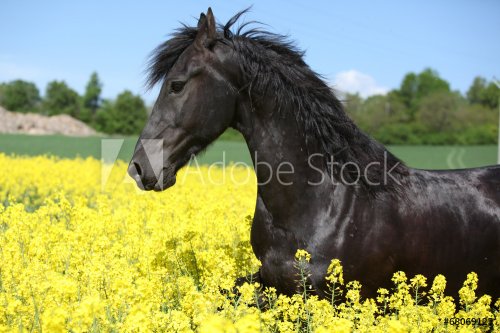 Amazing friesian horse running in colza field - 901144344