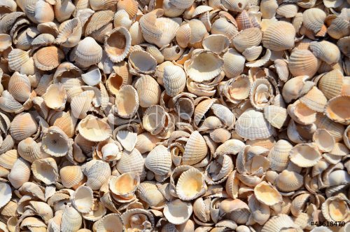 An Abstract Background Texture Of Sea Shells