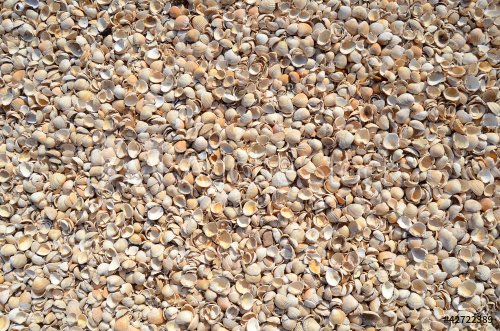 An Abstract Background Texture Of Sea Shells
