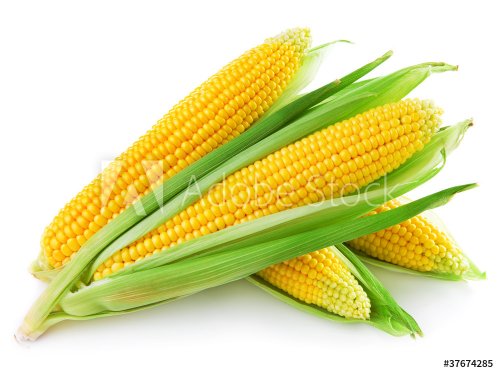 An ear of corn isolated on a white background - 900101261