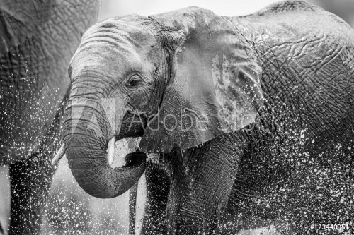 An Elephant drinking.