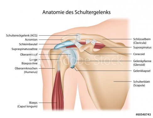 Anatomie Schultergelenk mit Beschreibung deutsch - 901145889