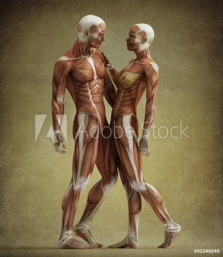 anatomy couple - 901145861