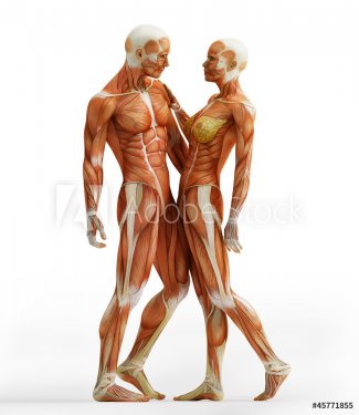 anatomy couple