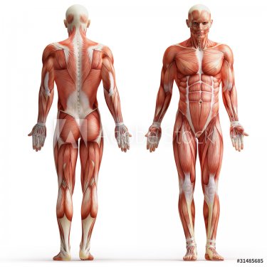 anatomy, muscles - 901145855