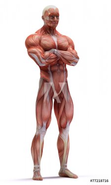 anatomy muscles - 901145856