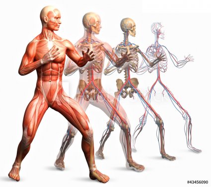 anatomy, muscles - 901145860