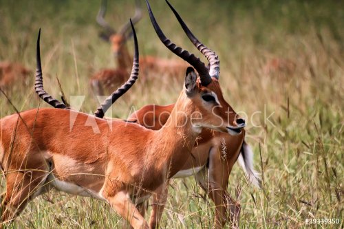 Antilope in Akagera National park in Rwanda - 900626460