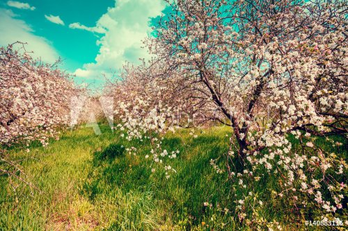 Apple orchard, Vintage blossom apple trees. Spring natural background