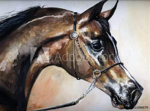 Arabian horse watercolor painted - 901148625