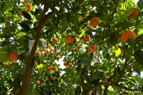 Arance in un aranceto siciliano