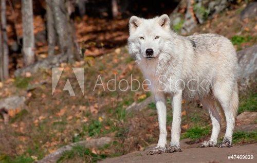 Arctic Wolf Looking at the Camera - 901148276