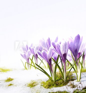 Art crocus flowers in the snow Thaw - 900040344