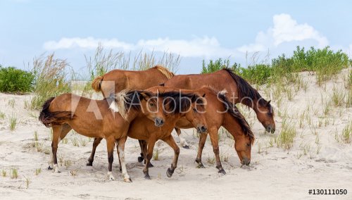 Assateague Island Wild Ponies on the Beach - 901154329