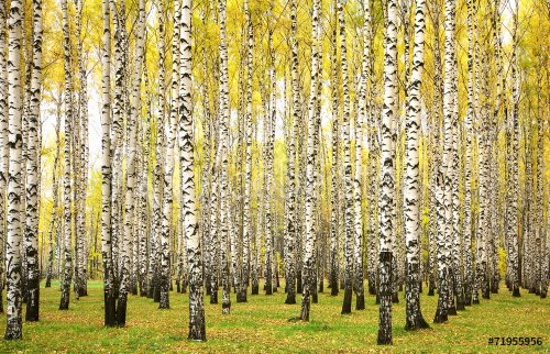 Autumn birches - 901145642