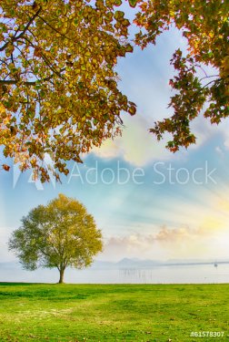 Autumn foliage and isolated tree at lake border - 901141445