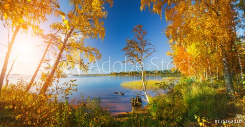 Autumn forest and lake - 901153398