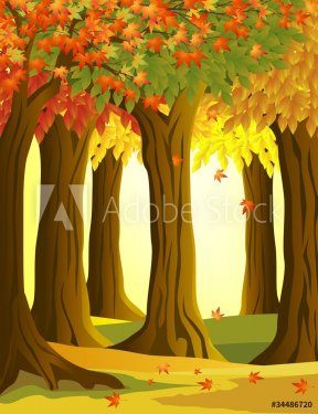 Autumn forest background - 900461256