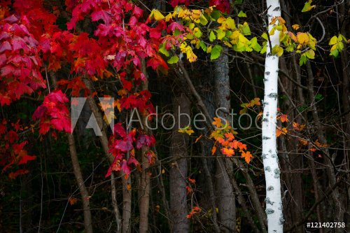 Autumn forest foliage bright colorful background