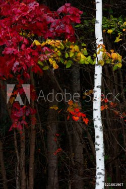 Autumn forest foliage bright colorful background