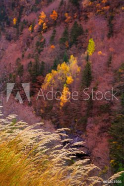 Autumn forest in Pyrenees Valle de Ordesa Huesca Spain - 901141275