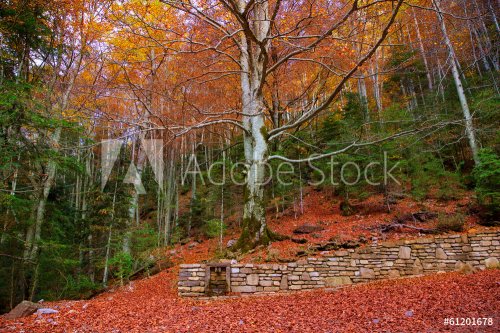 Autumn forest in Pyrenees Valle de Ordesa Huesca Spain - 901141311