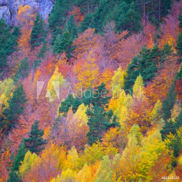 Autumn forest in Pyrenees Valle de Ordesa Huesca Spain - 901141312