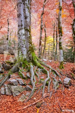 Autumn forest in Pyrenees Valle de Ordesa Huesca Spain - 901141320