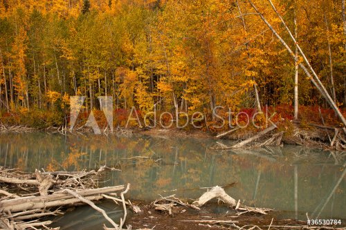 Autumn in Alaska - 900451702