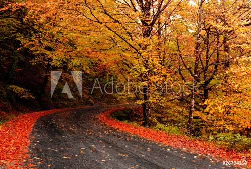 Autumn landscape - 901139844