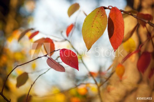 Autumn leaves - 901138282