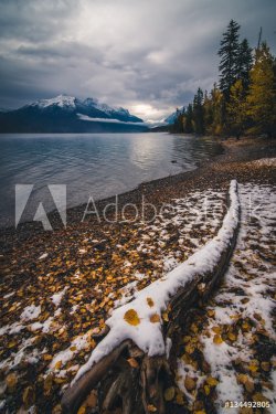 Autumn leaves on a lake coast covered by snow. - 901149360