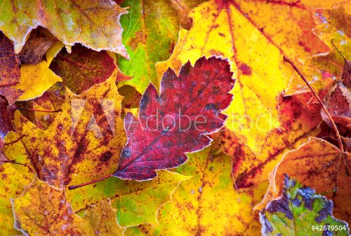 Autumn leaves with frost - 901138226