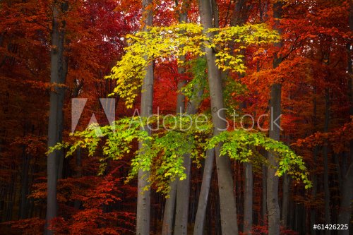Autumnal forest with red and yellow leaves