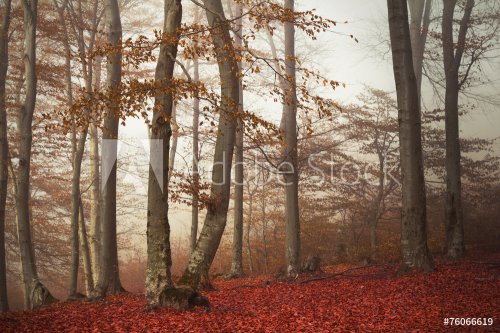 Autumnal trees - 901145326