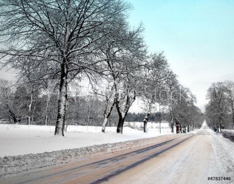 Avenue in winter