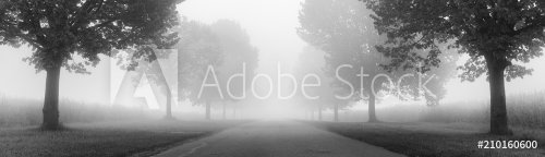 Avenue of Linden Trees shrouded in Fog, black and white