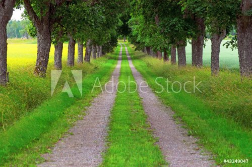 Avenue of maple trees
