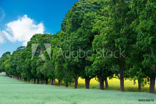 Avenue of maple trees - 901138206