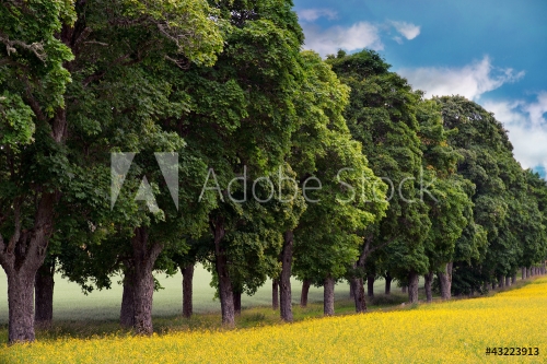 Avenue of maple trees - 901138212