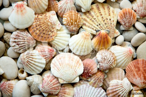 Background of sea shells