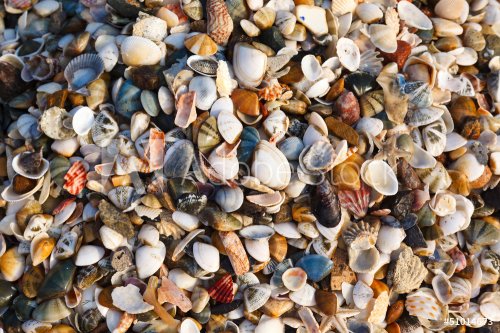 background of shells - 901141235