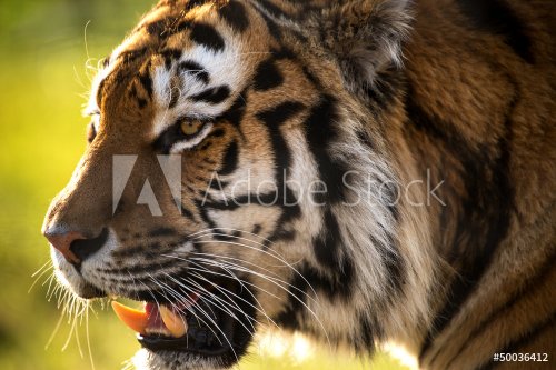 Backlit Tiger