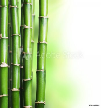 Bamboo - 900075813