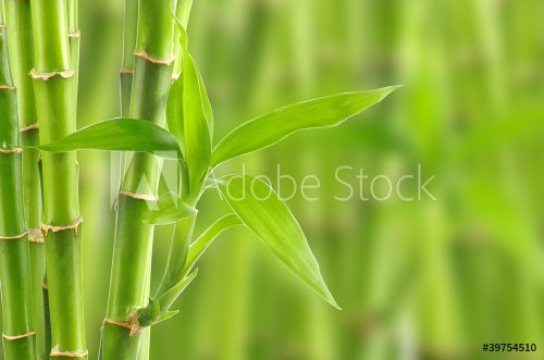 bamboo - 900439800