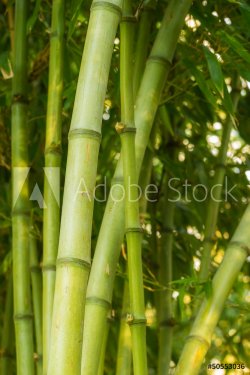 Bamboo - 901141520