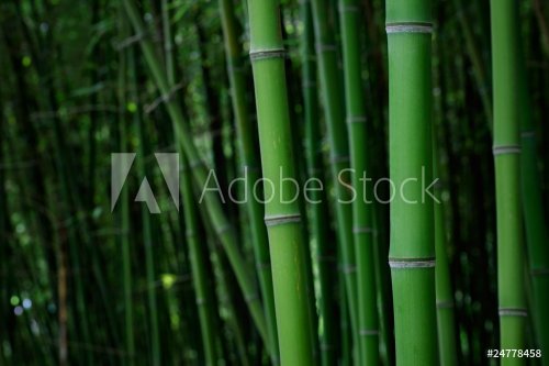 Bamboo - 901142690