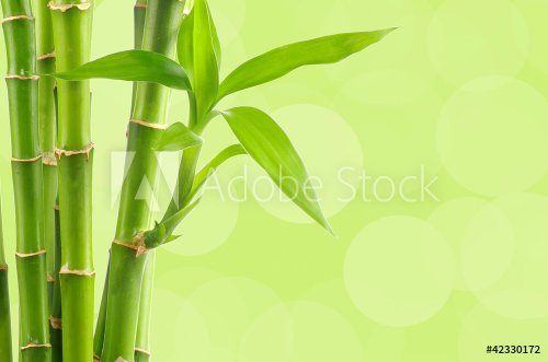 Bamboo background - 900456542