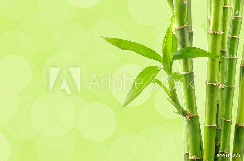 Bamboo background - 901147392