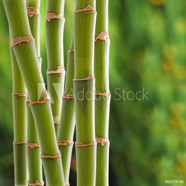 Bamboo backgroung - 901142683